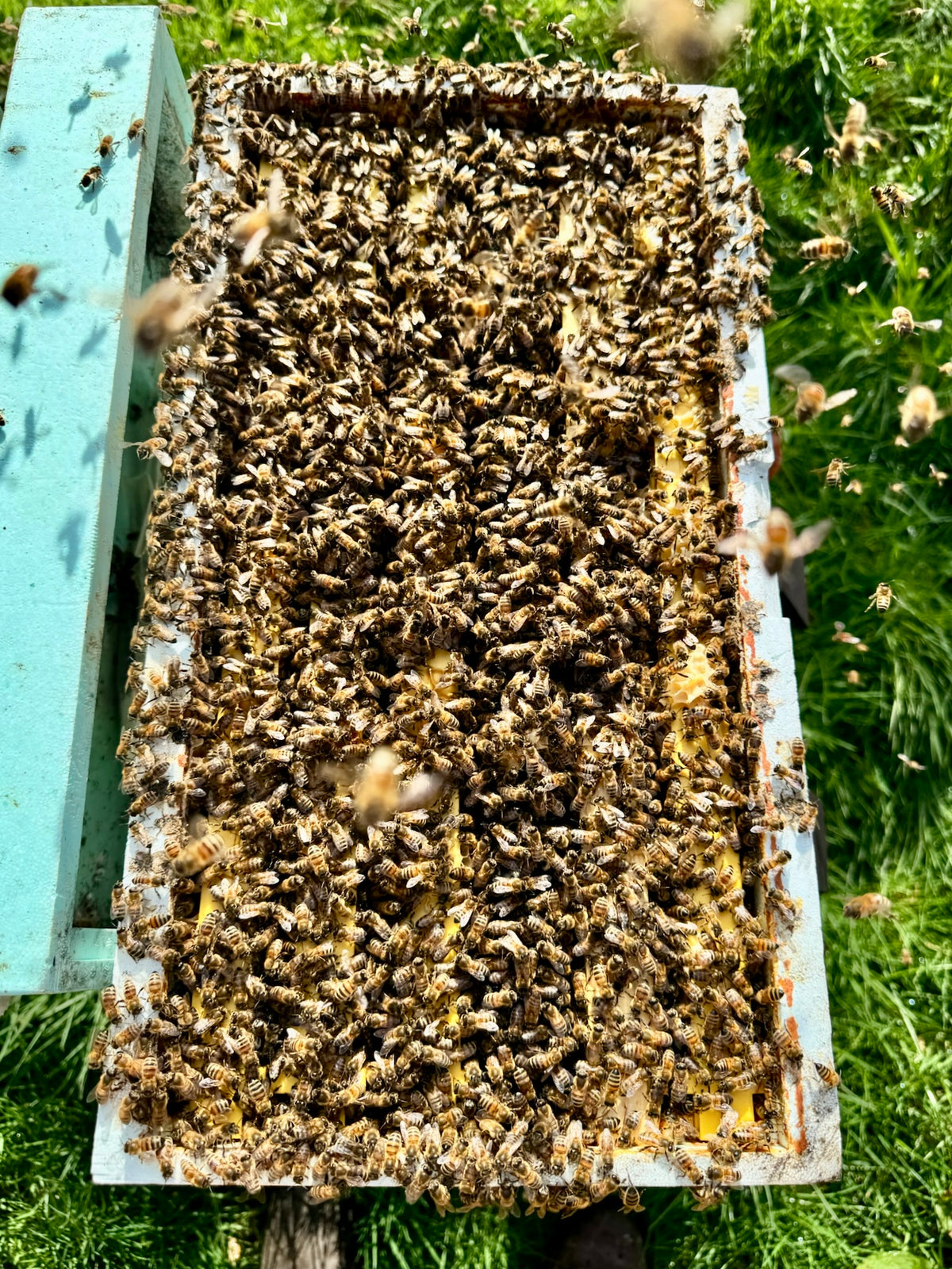 Overwintered Langstroth Nucleus Colony - Spring 2027 Deposit