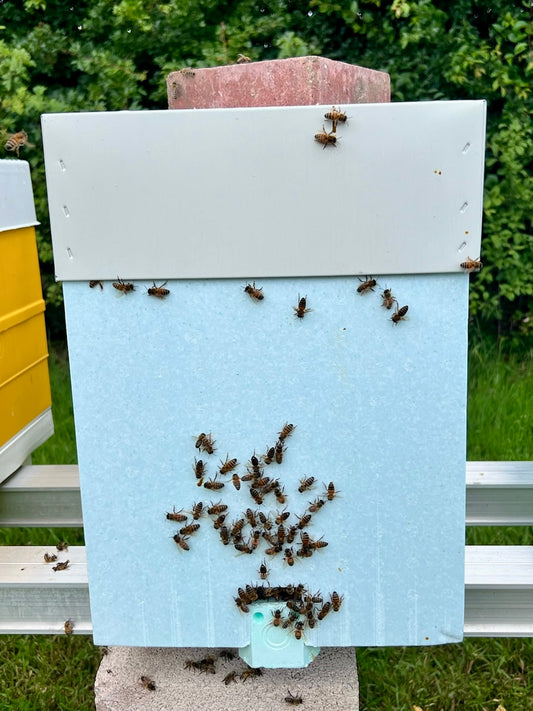 Bees gathered at the entrance of a blue nucleus hive box, secured with a brick on top, set against a green garden backdrop