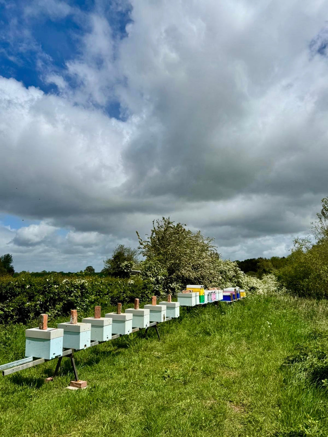 Overwintered Nucs vs Summer Nucs: What’s the Difference?
