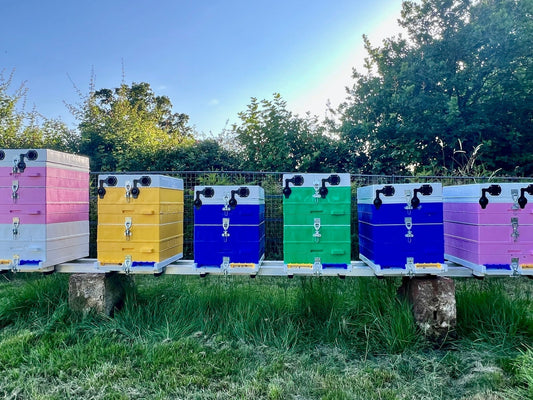 Row of colourful ANEL nucleus hives in pink, yellow, blue, and green, set on a raised stand in a sunny garden apiary