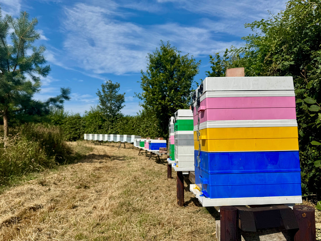 June 2026 in the Apiary: A Busy Month Behind the Scenes
