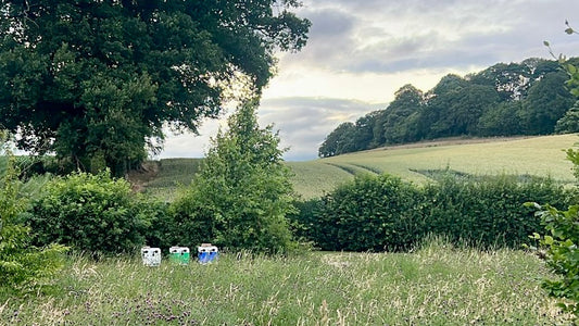 Apiary nestled in wildflower meadow beneath oak trees and farmland in North Shropshire - colourful ANEL hives in foreground at Eden Honey Bees.