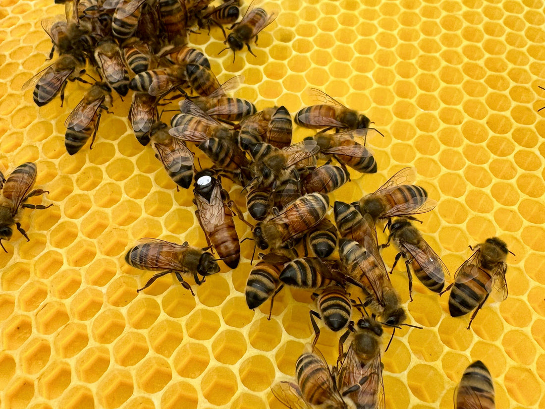 Buckfast Bees: Why We Use F1 Buckfast Queens in Our Nucs