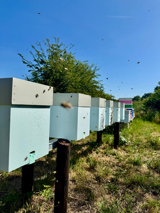 Overwintered Langstroth Nucleus Colony - Spring 2027 Deposit