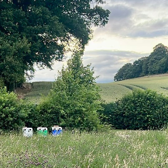 Landscape with trees, fields, and a cloudy sky, with three beehives in the foreground