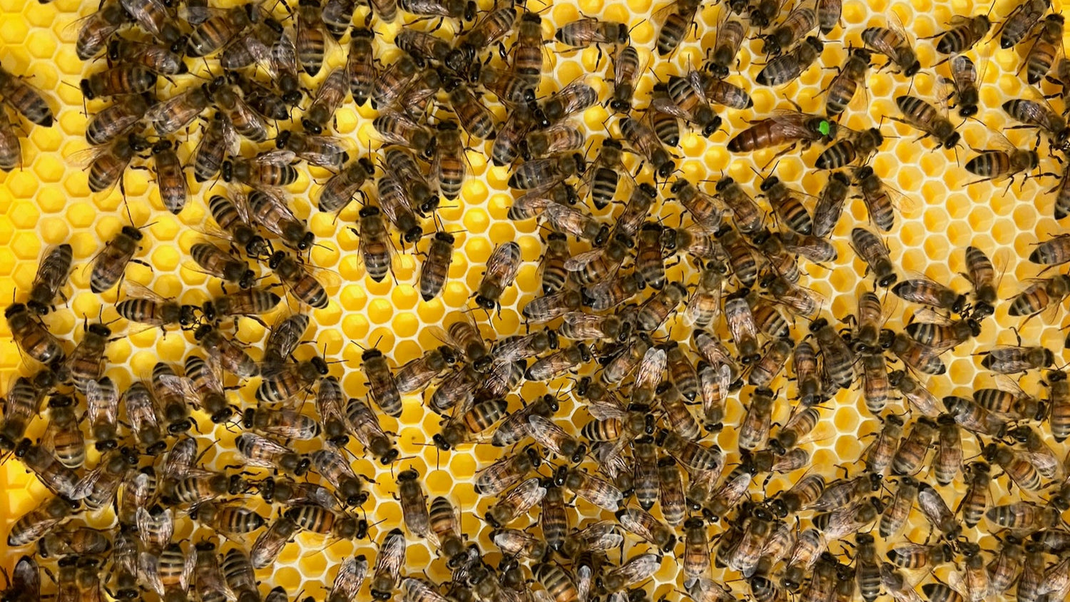 Marked queen bee (green dot) surrounded by workers on bright yellow plastic foundation inside a healthy honeybee colony.